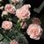 Asiris G Castellanos's profile image
