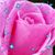 Patrice Brophy's profile image