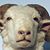 Javier Renteria's profile image