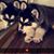 Malak Al-tikrety's profile image
