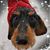 Teri Shenk's profile image