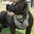 Dolphin Laguerre's profile image