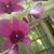 Heather Browne's profile image