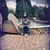 Francesco Damiano's profile image