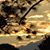 Phyllis Boutwell Dearborn's profile image