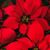 Shelley Feyler Stone's profile image