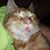 Brenda Miers-Lichtenberger's profile image
