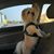 Francene Iaizzo's profile image