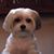 Frannie Westrich's profile image