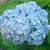 Nancy Belanger's profile image