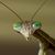 Praying Mantis's profile image