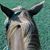 Hannah Woodyard Parrott's profile image