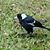 Matthew Sidner's profile image