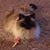 Janet Giesen's profile image
