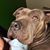 Mandy McMahan's profile image
