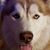 Tim Melin's profile image
