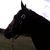 Sue Herkner Randall's profile image