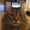 Ronja F.'s profile image