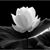 Denise Calloway's profile image