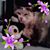 Amelia Calens Shea's profile image
