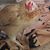 Virginia Holford's profile image