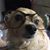 Laurel Gross Adams's profile image