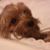 Diane Grandstaff's profile image