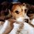 Allison Whittle's profile image