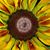Lori Hemauer Jablonskis's profile image