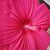 Lisa Marie Tudor's profile image