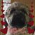 Angela Williams's profile image