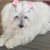 Snowy Perry's profile image