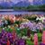 Darlene Cellupica's profile image