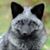 Richard Simpson's profile image