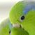 Rhonda Young's profile image