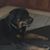 Lisa Bell's profile image