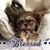 Connie Boyle Palatino's profile image