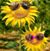 Nancy Barrett Thompson's profile image