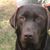 Bob C Millette's profile image