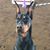 Geri Richman's profile image