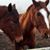 Carol Evaul's profile image