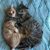 Cindy Williams Corbin's profile image