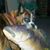 Ron Babbs's profile image