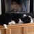 Alisa Coyle Piar's profile image
