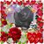 Angelina Sam Pulley's profile image