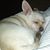 Sheila Martin's profile image