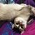 Carie Olson's profile image