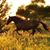 Brandie Elam Tryban's profile image
