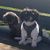 Rocco Naddeo's profile image