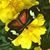 Sheryll Pickard's profile image